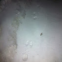 Cottontail rabbit