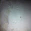 Cottontail rabbit