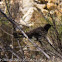 Ring Ouzel
