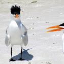 Royal Tern