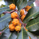Carrotwood fruit