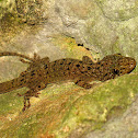 Spotted house gecko