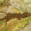 Spotted house gecko