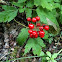 Beneberry
