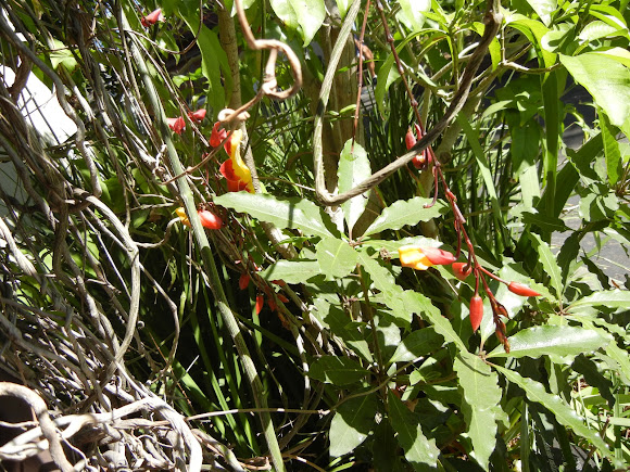 Spotting Image 1