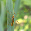 paddy bug, rice bug