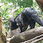 Binturong