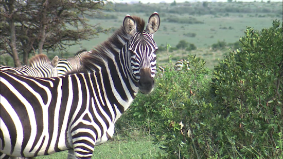 How to mod Video Touch Lite lastet apk for laptop