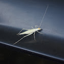 Tree Cricket