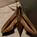 Impatiens Hawk Moth