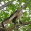 White-headed capuchin