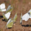 Butterfly family