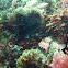 Black Scorpionfish