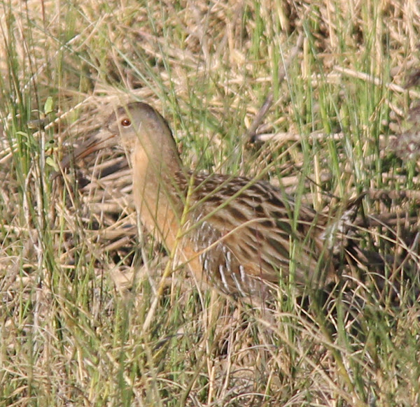 Clapper Rail Project Noah