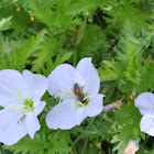 Honey Bee