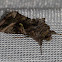 Autographa Moth
