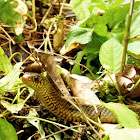 Oriental Ratsnake