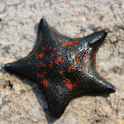Starfish
