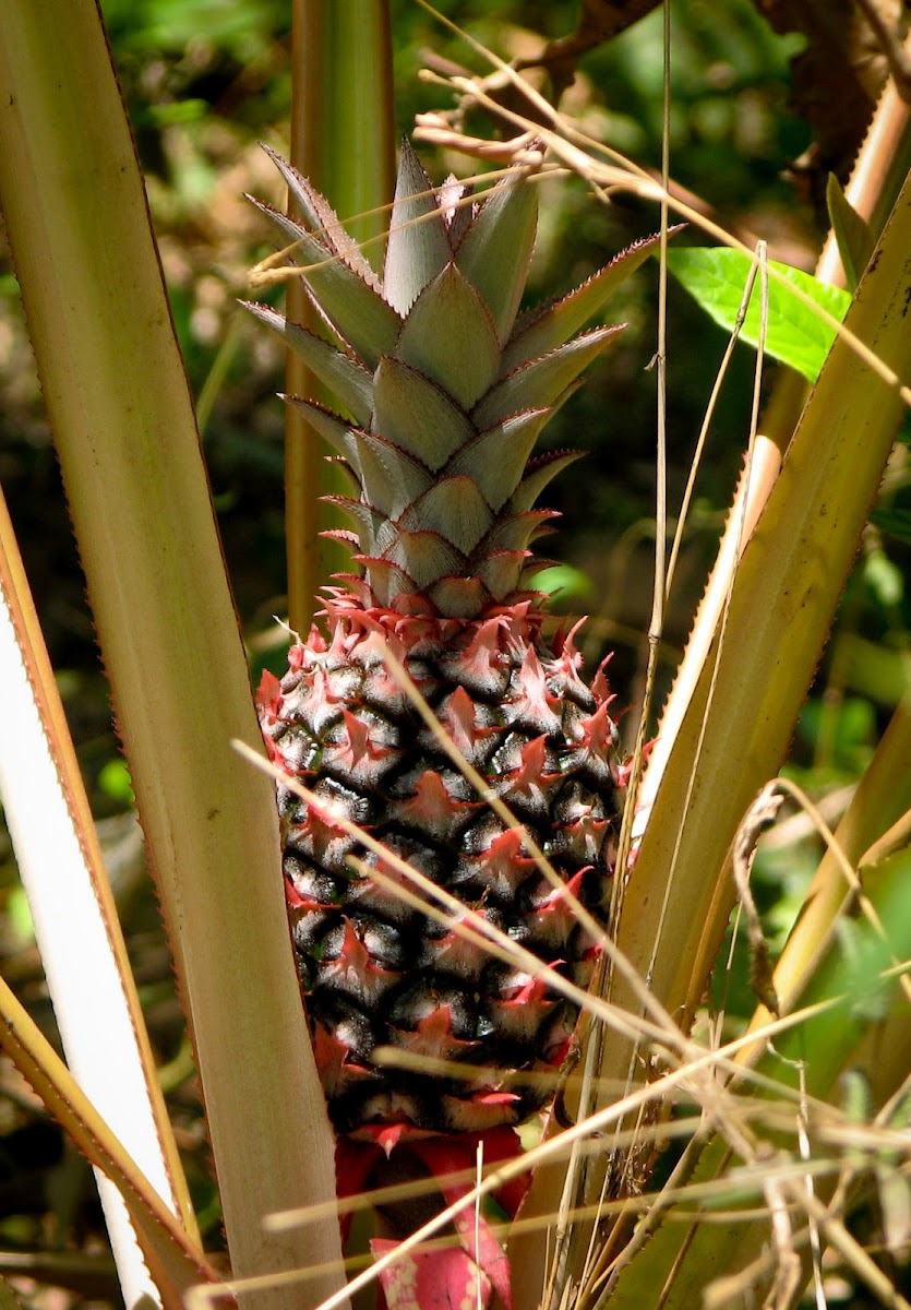 Pineapple