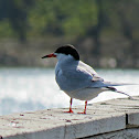 Common Tern