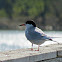 Common Tern