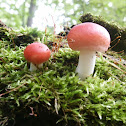 Rosy Russula