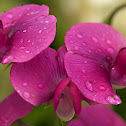 Sweet Pea