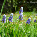 Grape Hyacinth