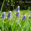 Grape Hyacinth
