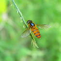 hoverfly