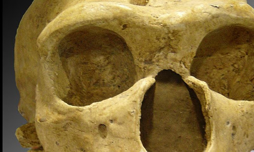 사피엔스 고고학 역사 과학적 발견 화석 갤러리
