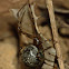 Common house spider