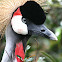Grey Crowned Crane