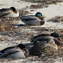 Mallard