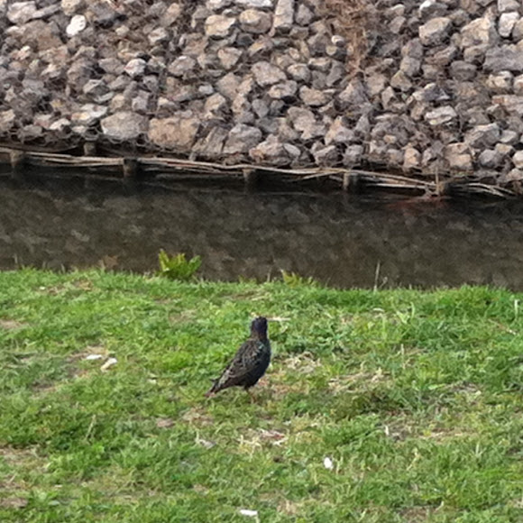 Spotting Image 1