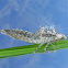 Empty shell of dragonfly nymph