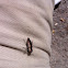 Jewel Beetle