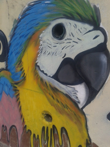 Arara Azul - Grafite