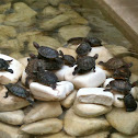 Red Eared Slider