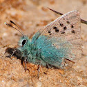Provence Hairstreak, Cardenillo