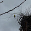 American Goldfinch