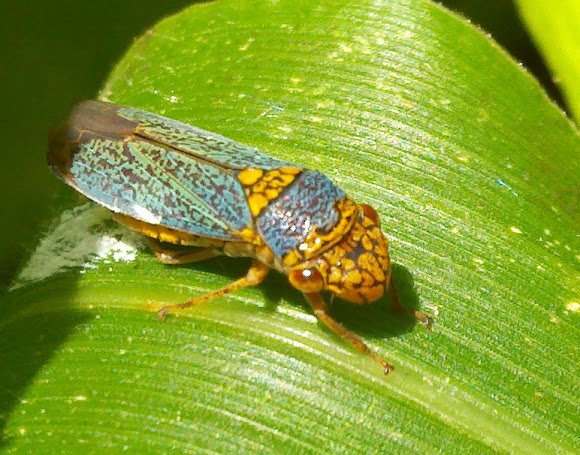 Spotting Image 1