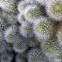 Rebutia Cactus