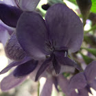 Texas Mountain Laurel