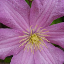 Clematis