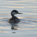 Clark's Grebe