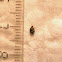 Carpet beetle [Family Dermestidae]