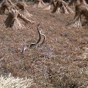 Rat Snake