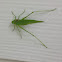 Giant katydid