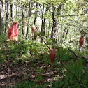 Wild Columbine